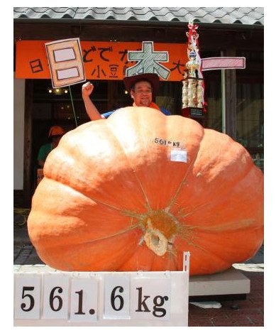 Quả bí ngô đoạt giải năm 2015 nặng đến 561.6 kg/ Photo: http://www.shikoku-np.co.jp