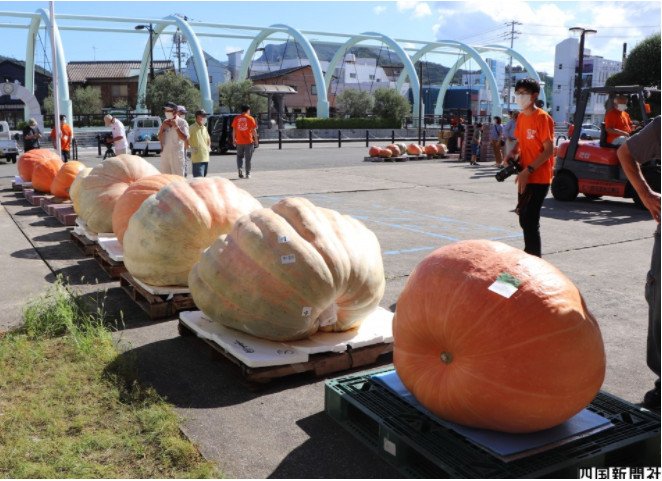 Quả bí ngô lớn nhất Nhật Bản trong năm nặng 394 kg