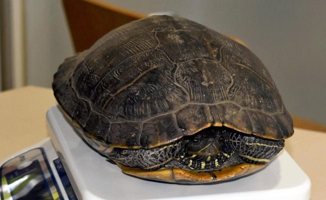 Chú rùa từng đi bộ ở sân bay Narita vào ngày 24 tháng 9 / Photo: https://www.yomiuri.co.jp