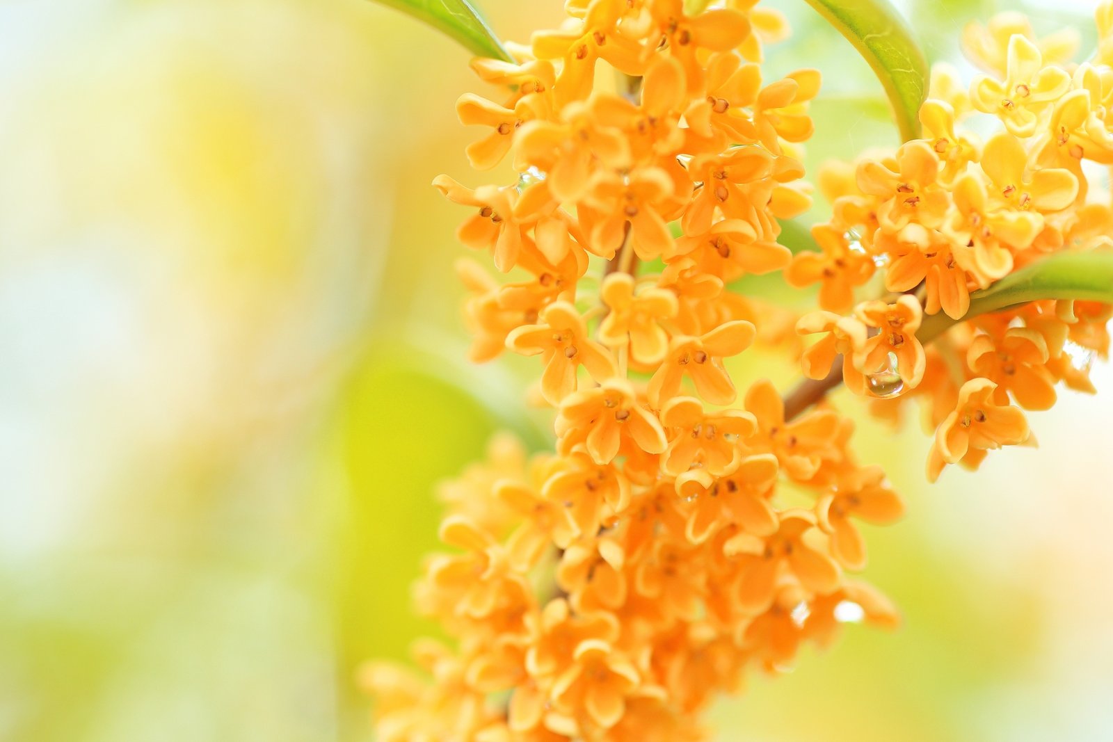 Nhật Bản mùa thu và hương hoa mộc vàng - kinmokusei len qua từng góc phố