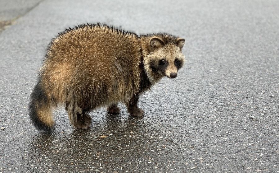 Ảnh minh họa: một chú gấu chó Nhật Bản - Tanuki / Photo: https://www.seikatsu110.jp