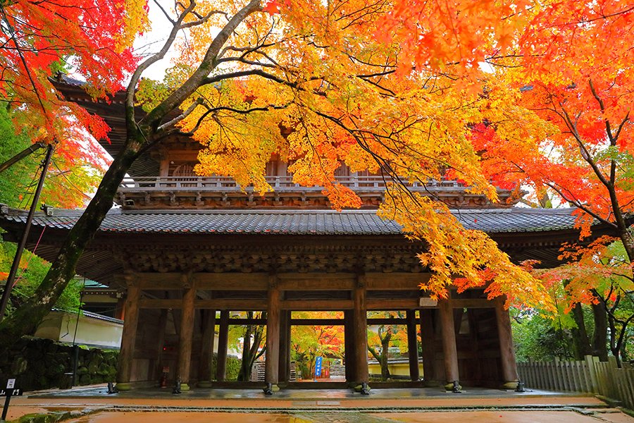 Chùa Eigen-ji còn được gọi là chùa lá đỏ / Photo: http://www.imamiya.jp