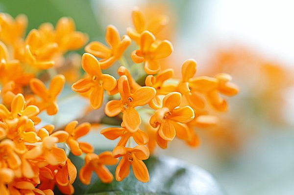 Tên gọi trong tiếng Nhật "金木犀 - Kinmokusei - Kim Mộc Tê" / Photo: tenki.jp