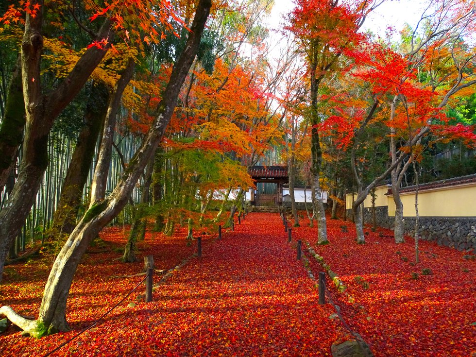 "Chùa tre" vào mùa thu/ Photo: https://www.asahi.com