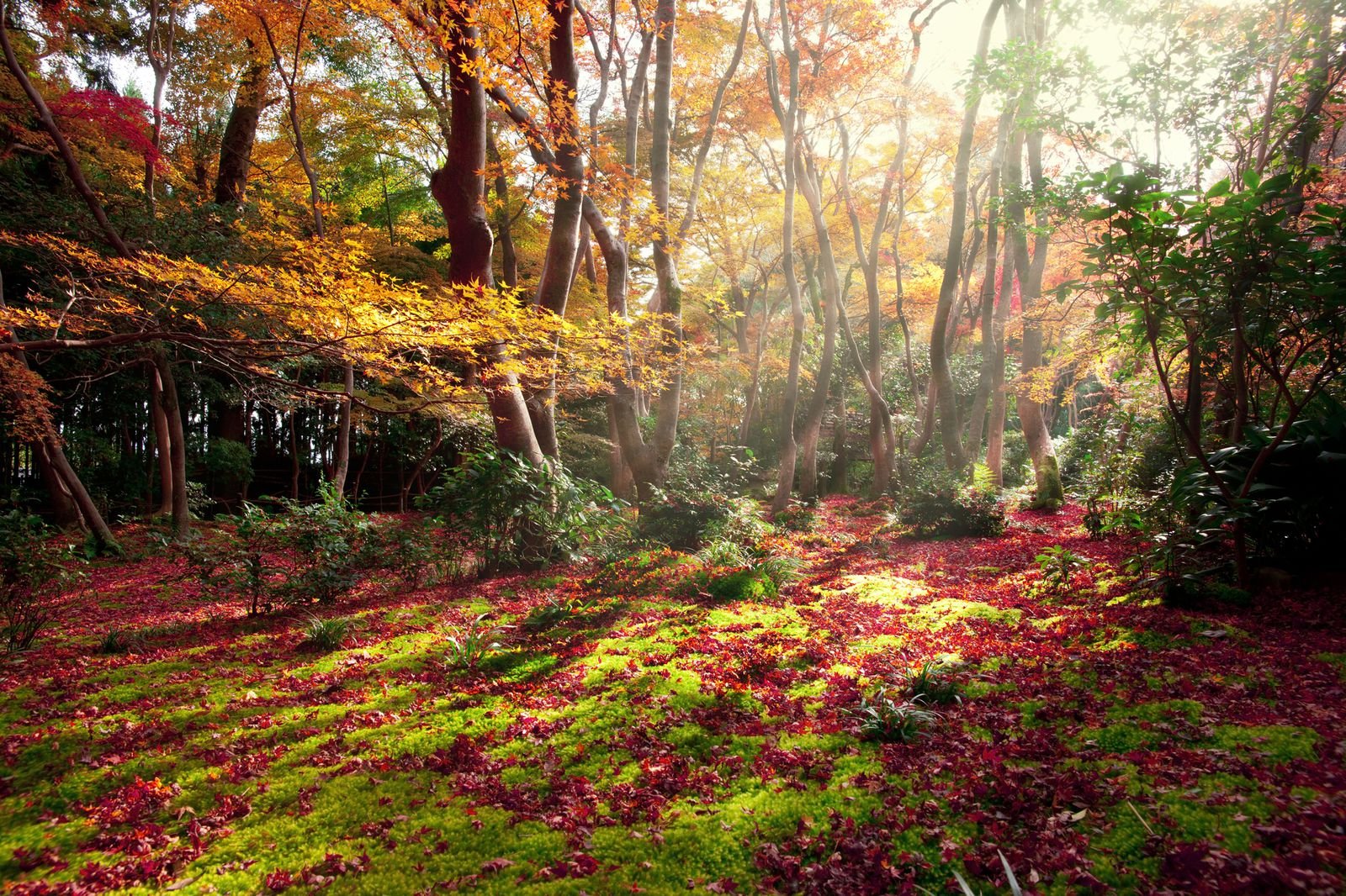Photo: https://rtrp.jp