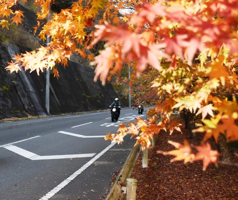 Con đường lá đỏ (Momiji Road) / Photo: https://mainichi.jp