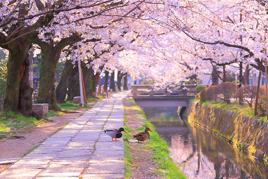 Con đường triết học rợp bóng hoa anh đào mùa xuân / Photo: http://www.imamiya.jp