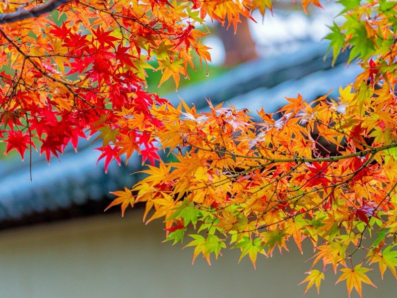 Lưu lại top 10 địa điểm ngắm lá đỏ ở Chiba