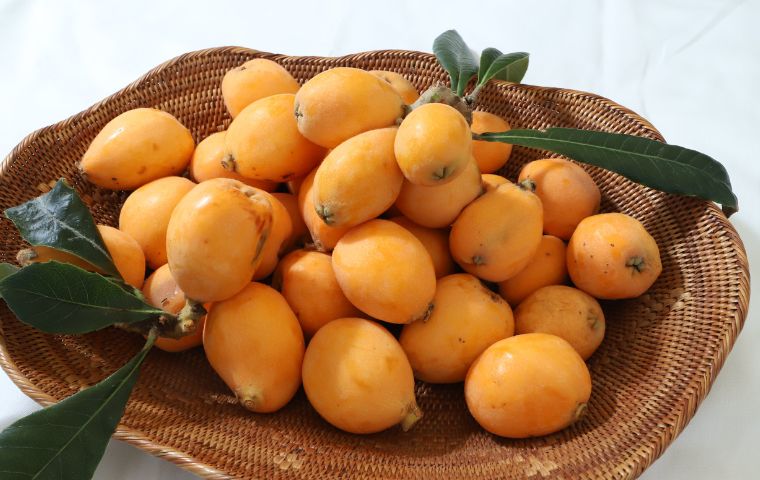 CẢNH BÁO: đề phòng ngộ độc hạt biwa