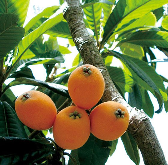 Hình ảnh cây và quả biwa / Photo: https://www.kawa-nou.com